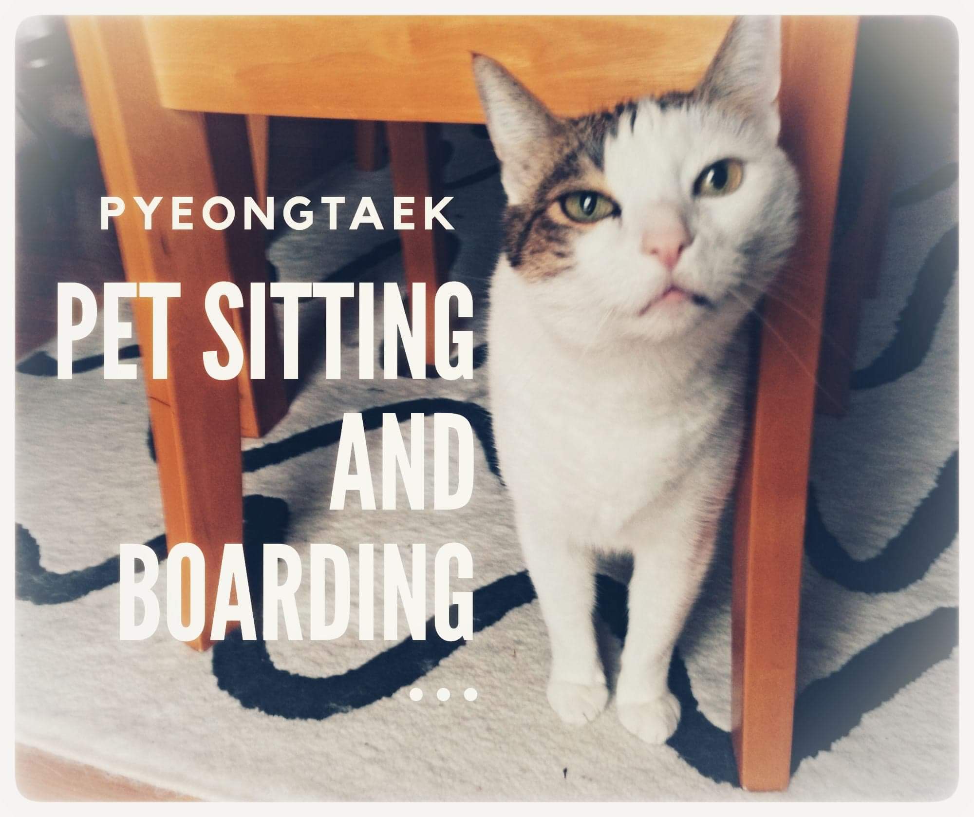 Pet hotels in pyeongtaek
