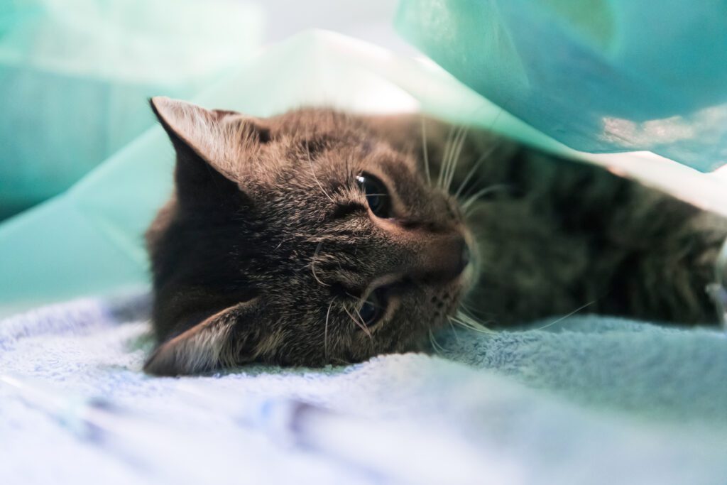 emergency animal hospital