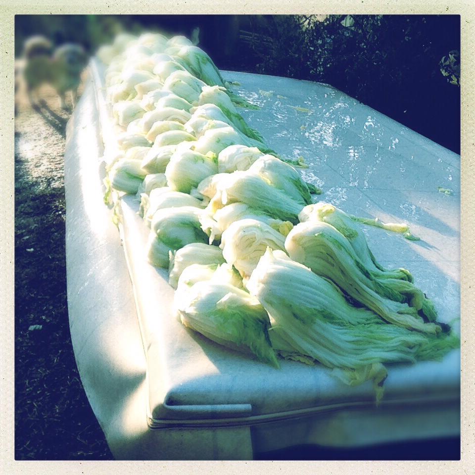 cabbage ready for kimjang