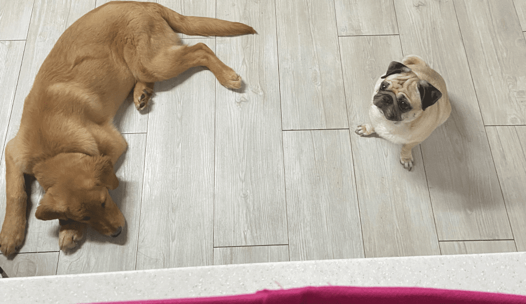 The image shows both a large dog and a small dog who live inside.  This shows that companion animals in korea come in all sizes.