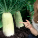 Do I call it Chinese Radish, Korean Radish, Japanese Radish, or White Radish